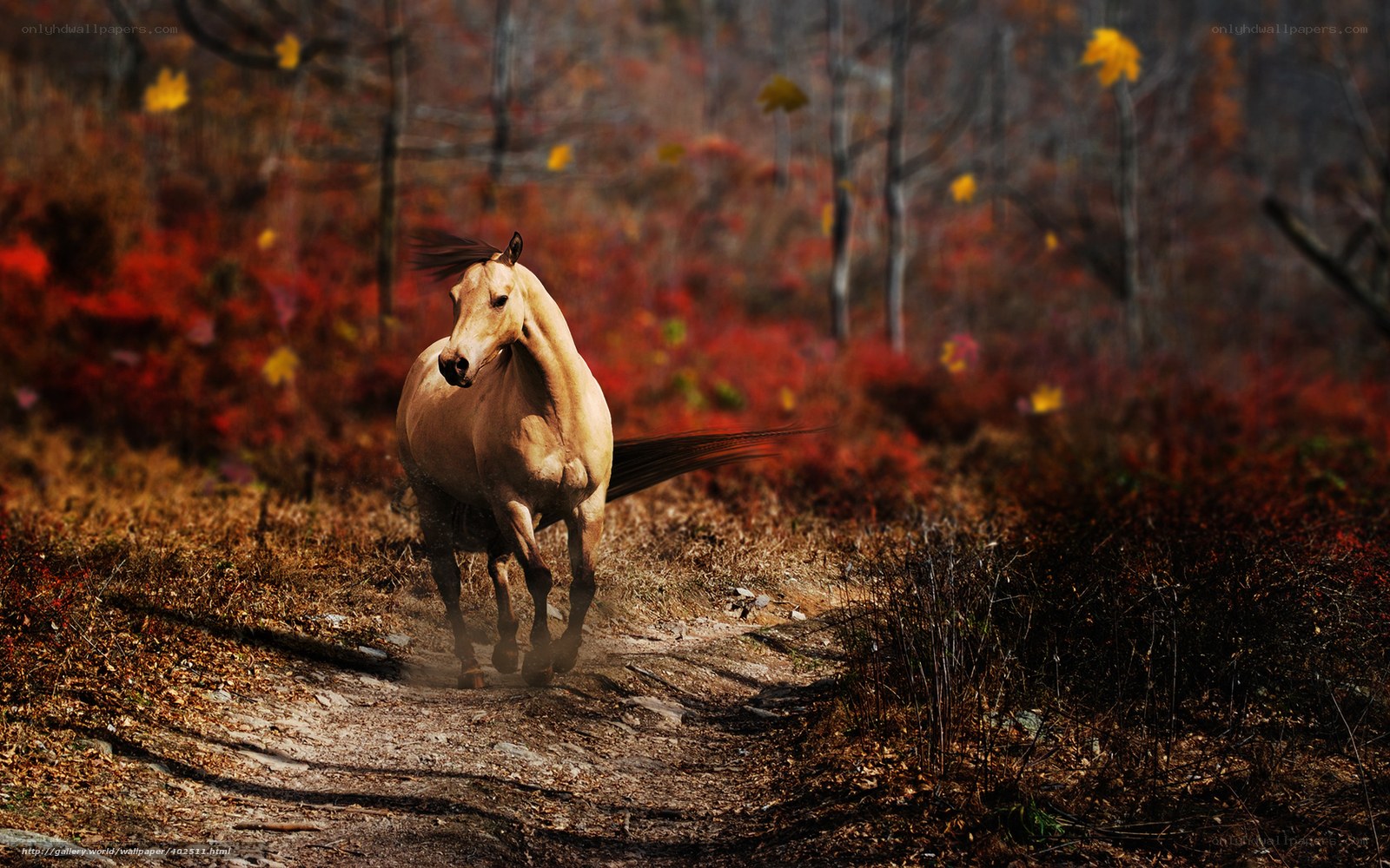 Running horse in autumn forest
