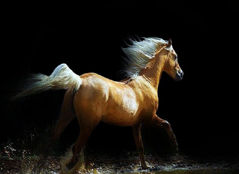 running horse in dark