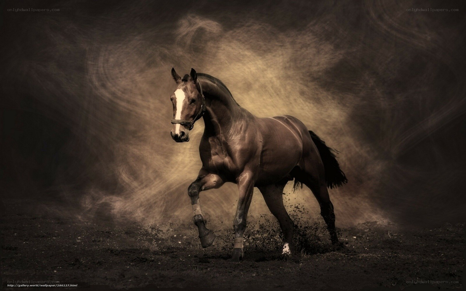 running horse in dust