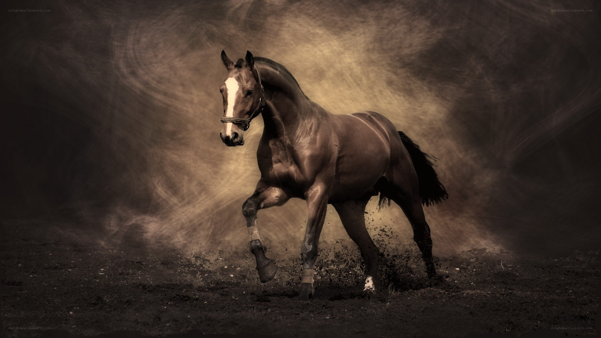 running horse in dust