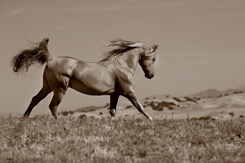 Running Horse in Field — Brown