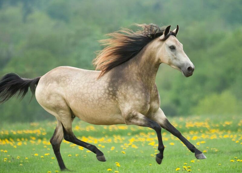 Running Horse in Field — Green