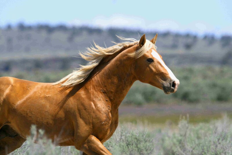 running horse in field