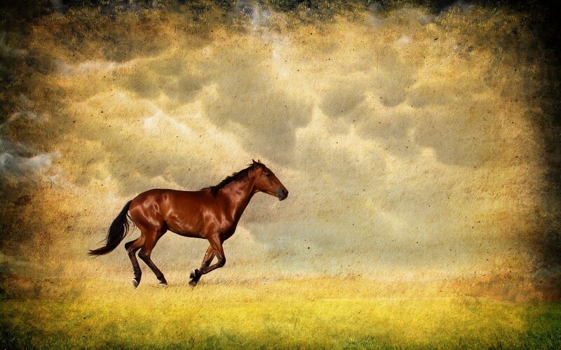 Running horse in golden field