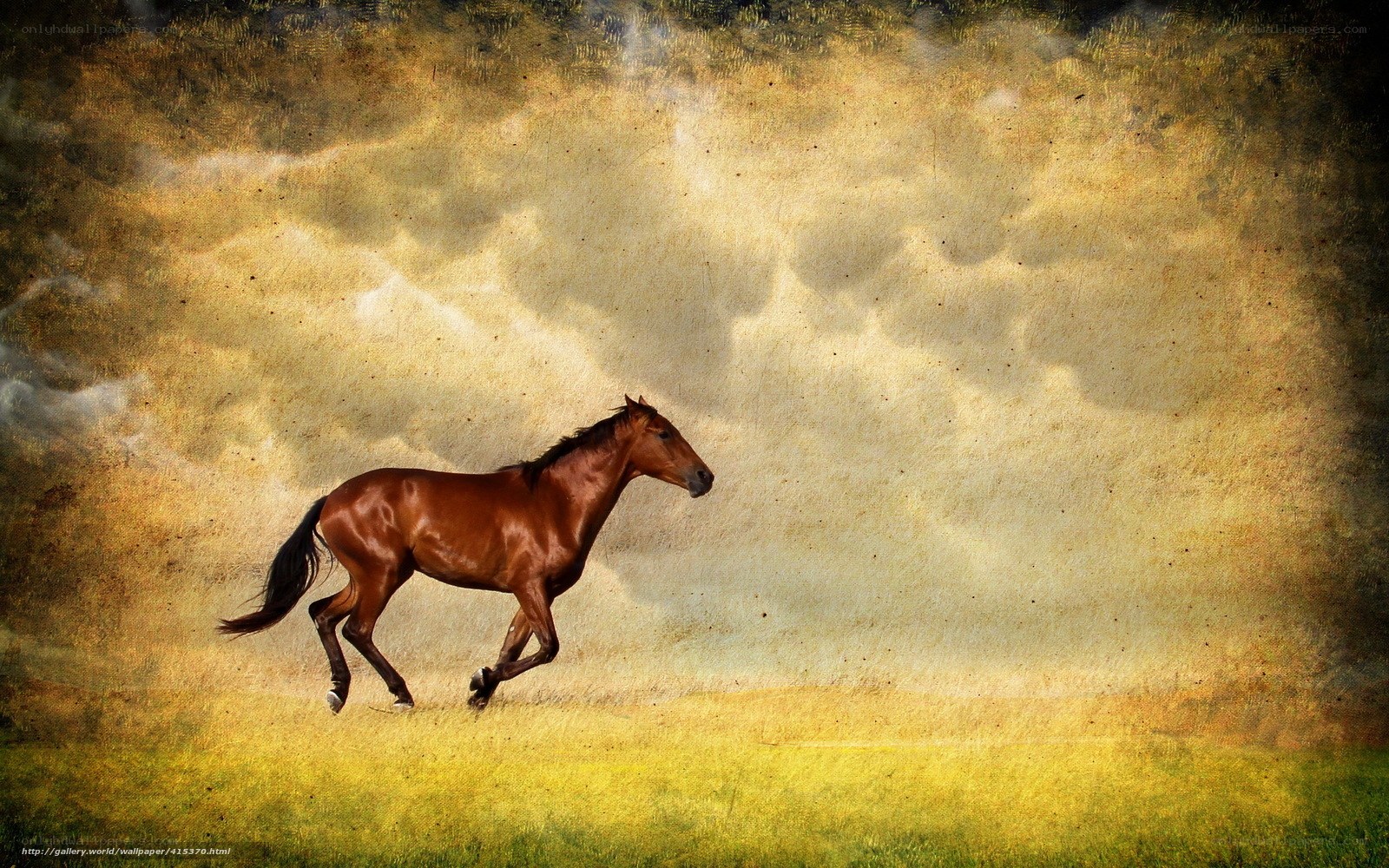 Running horse in golden field