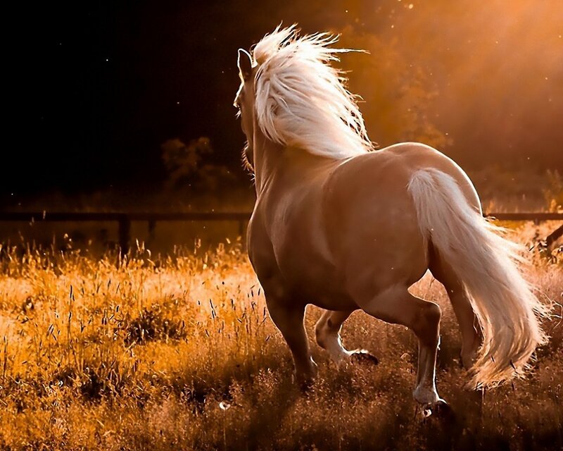 Running horse in golden light