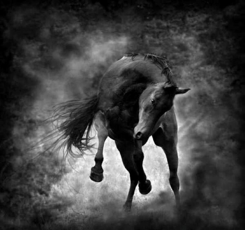 Running Horse in Mist — Black
