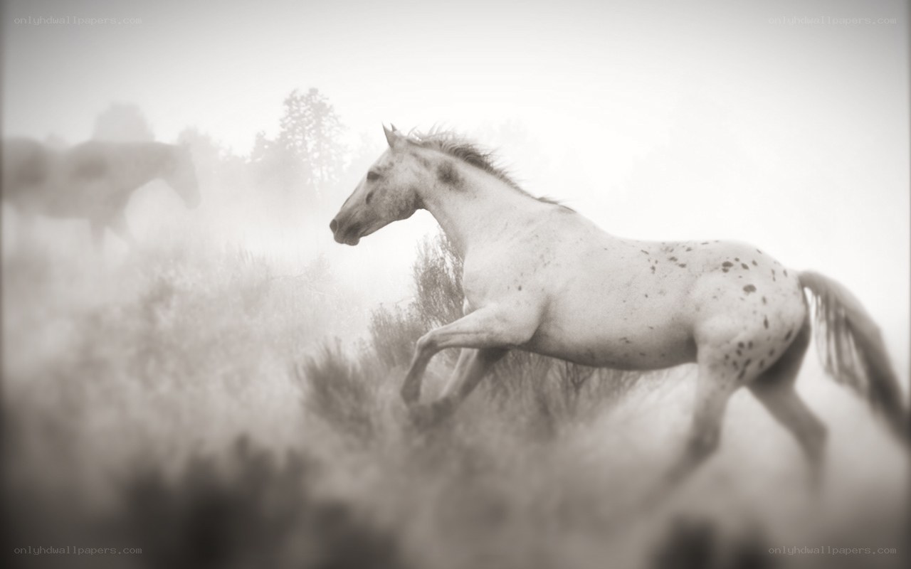 Running horse in mist