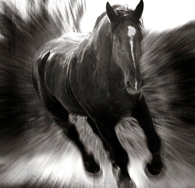 running horse in motion