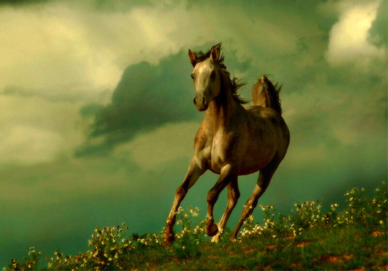 Running horse on a hill