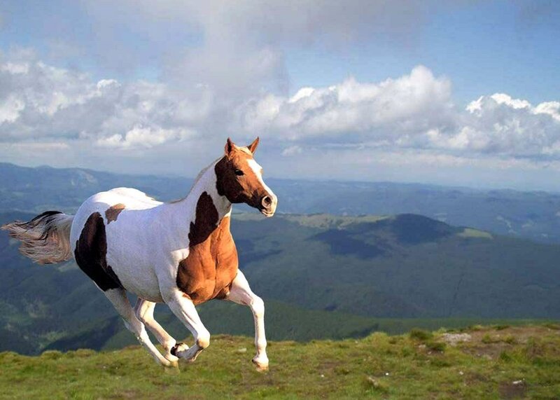 Running horse on mountain