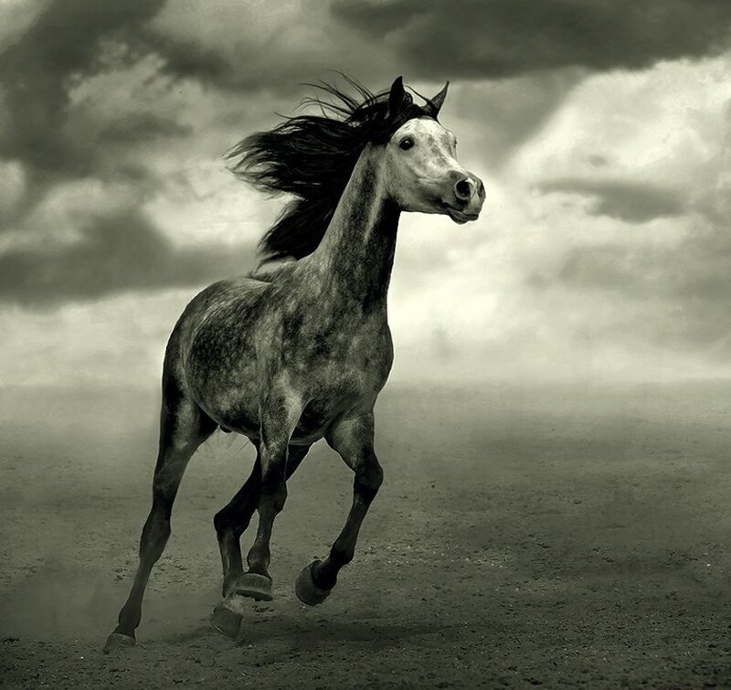 Running Horse