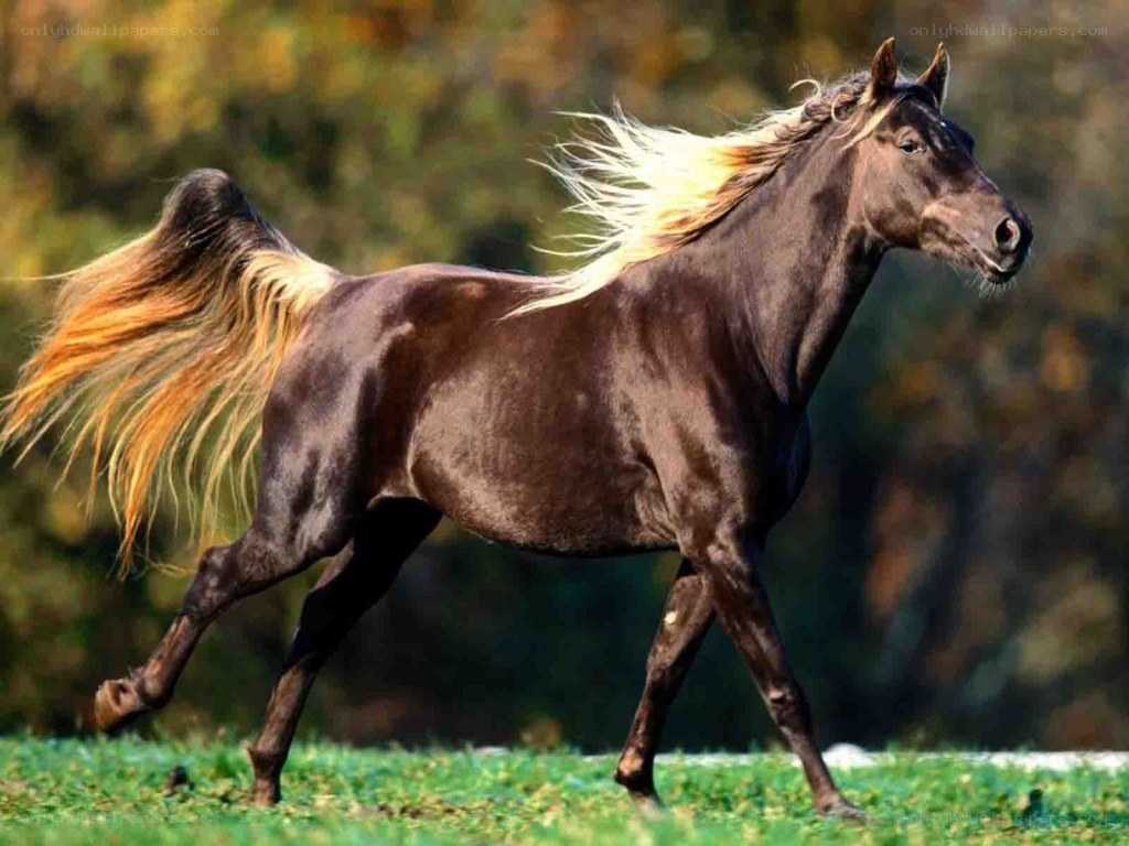 running horse with flowing mane