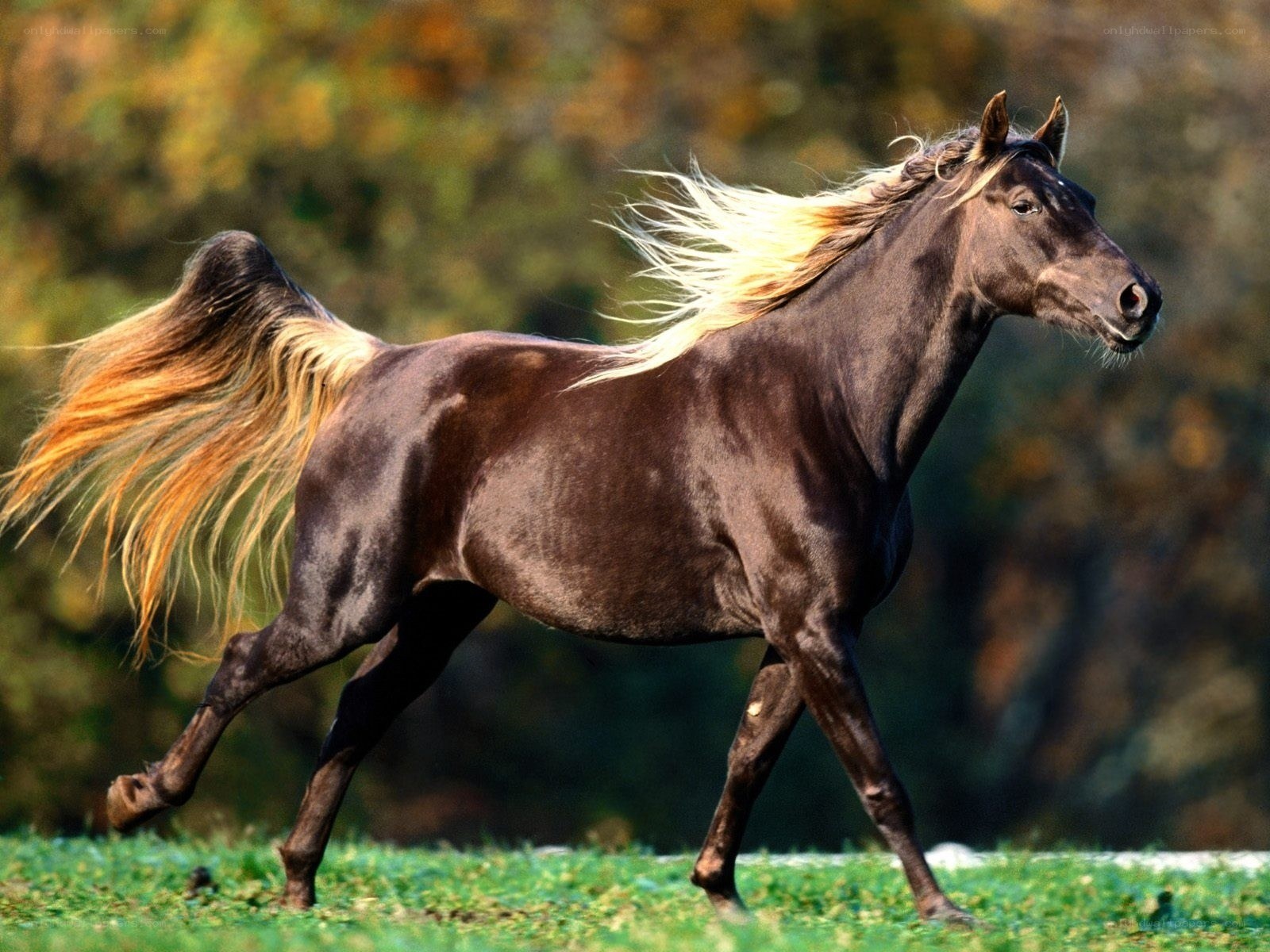 running horse with flowing mane