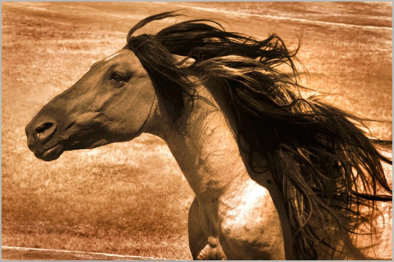 Running Horse with Long Mane