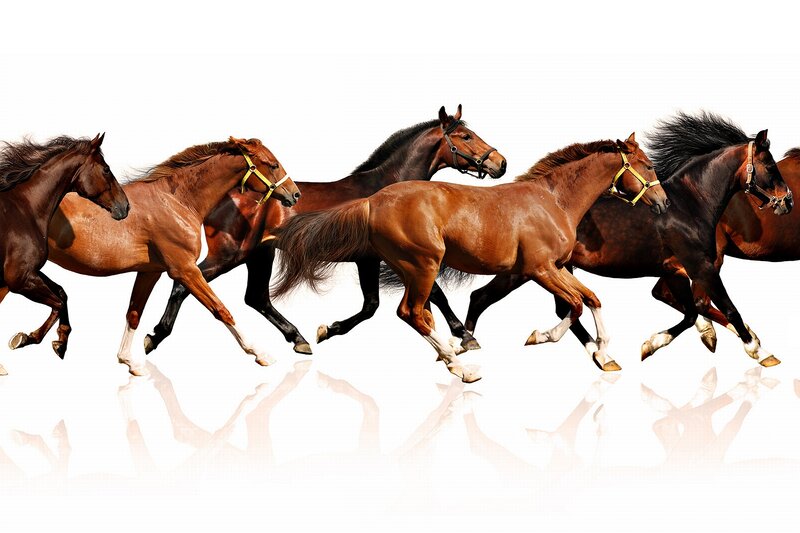 Running Horses — Brown