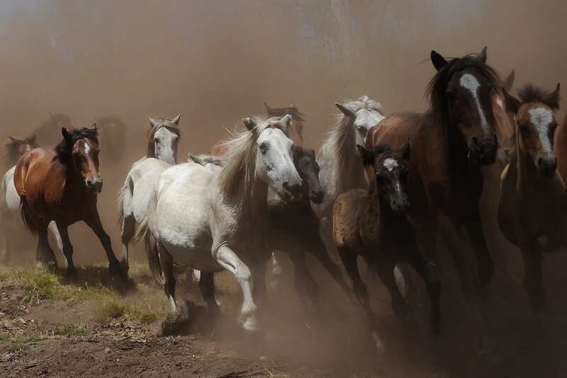 Running Horses in Dust — Brown, Dynamic, Afternoon, Photograph
