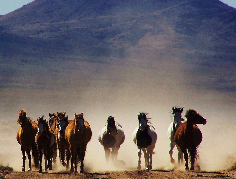 Running Horses in Dust — Brown, Dynamic, Afternoon