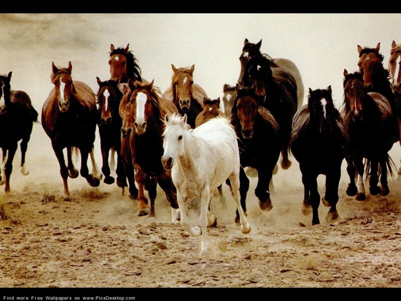 Running Horses in Dust — Brown, Dynamic, Photograph, Field