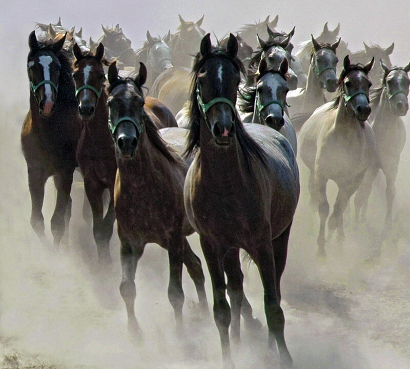 Running Horses in Dust — Brown, Dynamic, Photograph