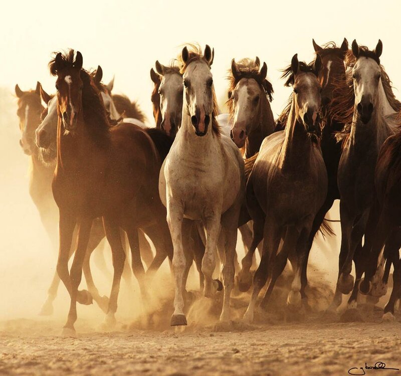 Running Horses in Dust — Brown, Dynamic, Sunset