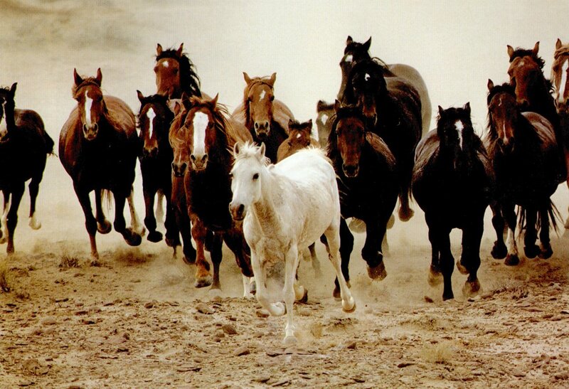 Running Horses in Dust — Brown
