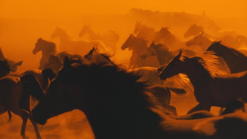 Running Horses in Dust — Orange