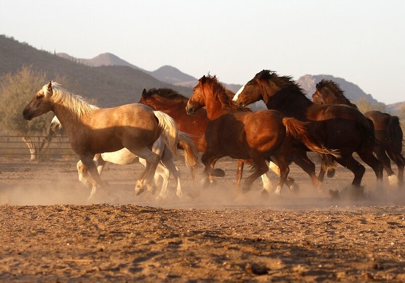 Running Horses in Dust