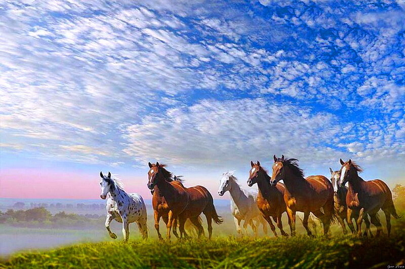 Running Horses in Field — Blue