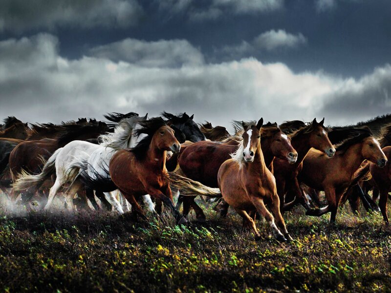 Running Horses in Field — Brown, Dramatic