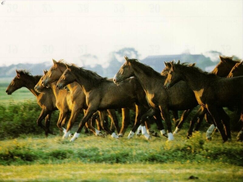 Running Horses in Field — Brown, Dynamic, Morning, Photograph