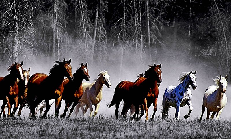 Running Horses in Field — Brown, Dynamic, Photograph