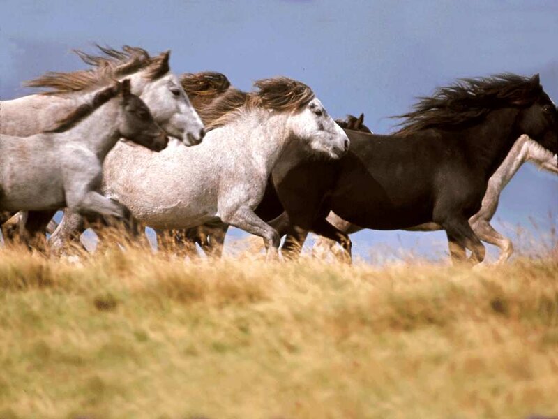 Running Horses in Field — Brown, Dynamic