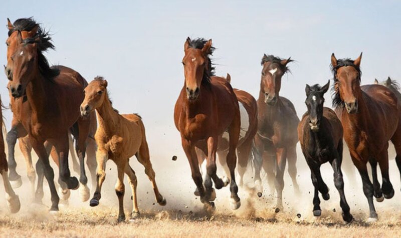 Running Horses in Field — Brown