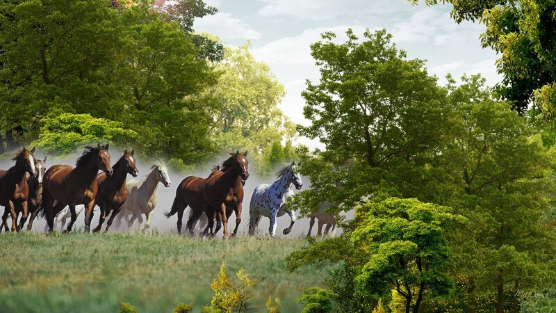 Running Horses in Field — Green, Dynamic, Afternoon