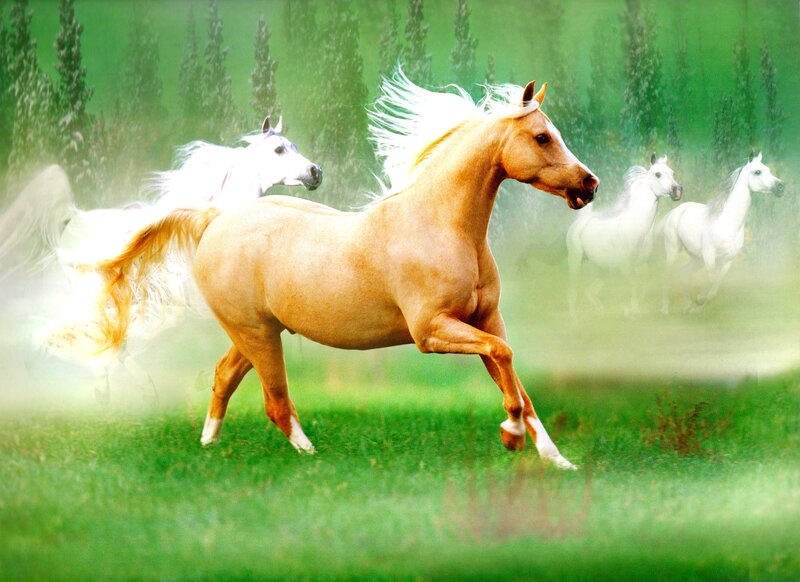 Running Horses in Field — Green, Dynamic, Digital Art