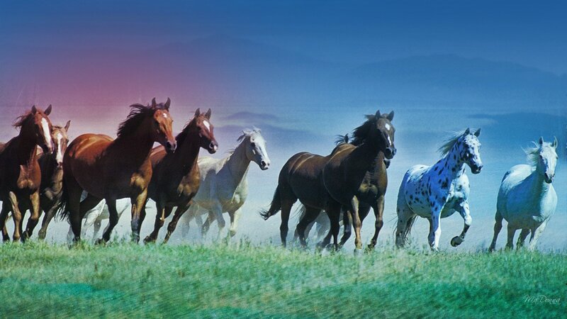 Running Horses in Field — Green, Dynamic