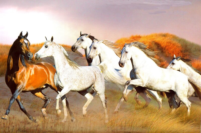 Running Horses in Field — White