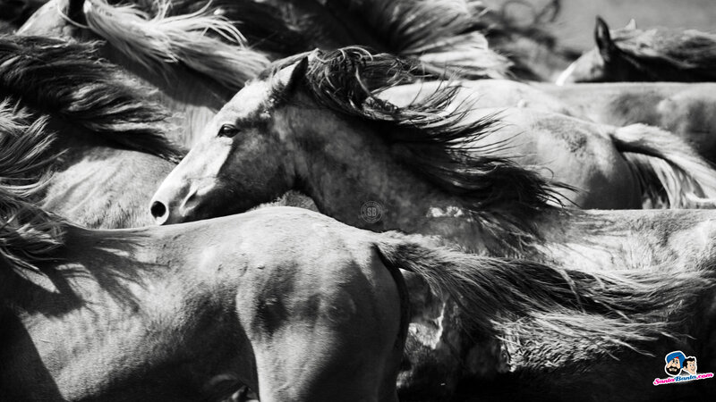 Running Horses in Herd