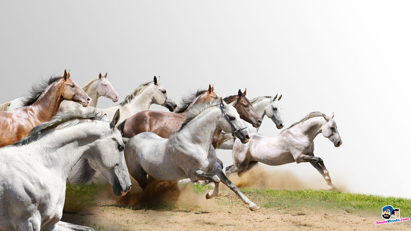 Running Horses on Dirt