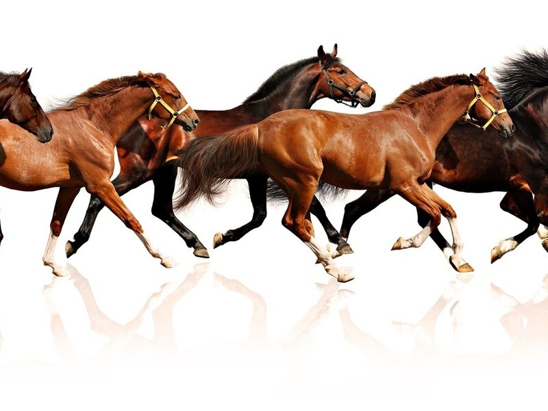 Running Horses