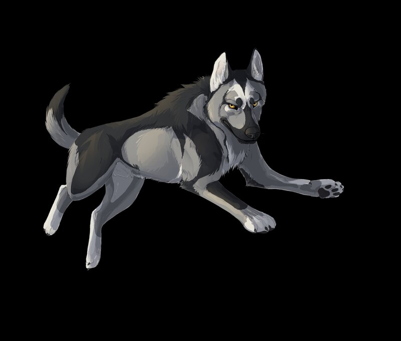 Running Husky Dog