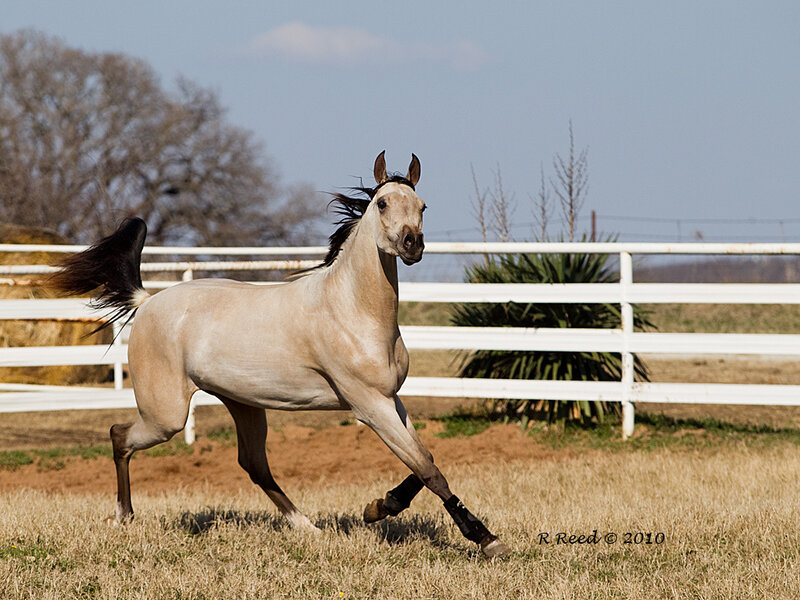 Running palomino horse