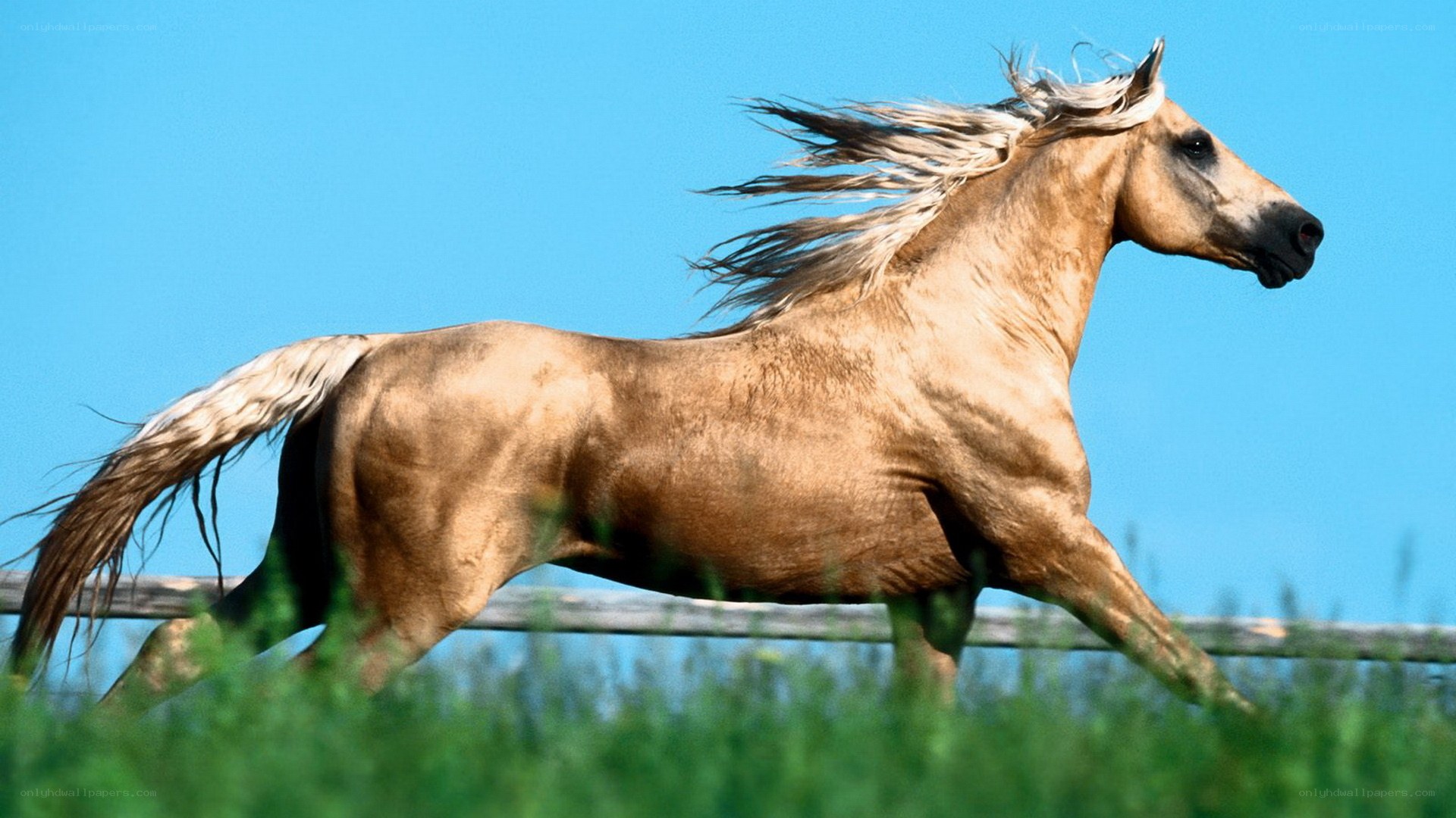 running palomino horse