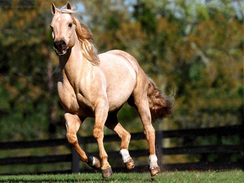 running palomino horse