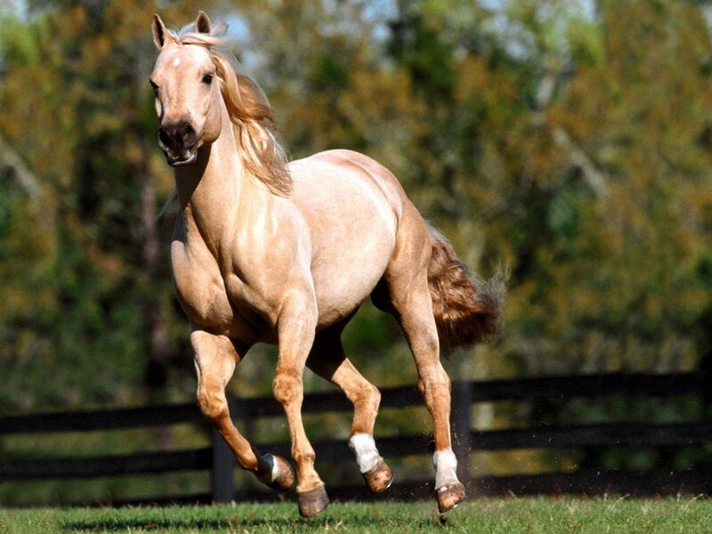 running palomino horse