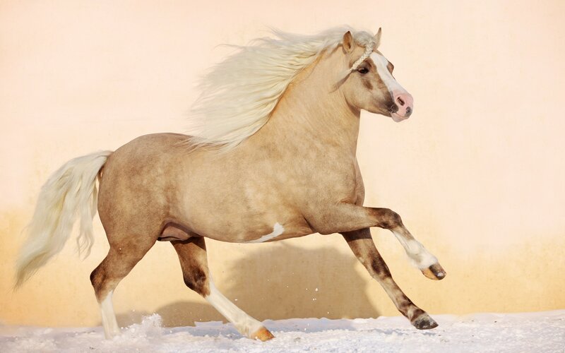 running palomino horse
