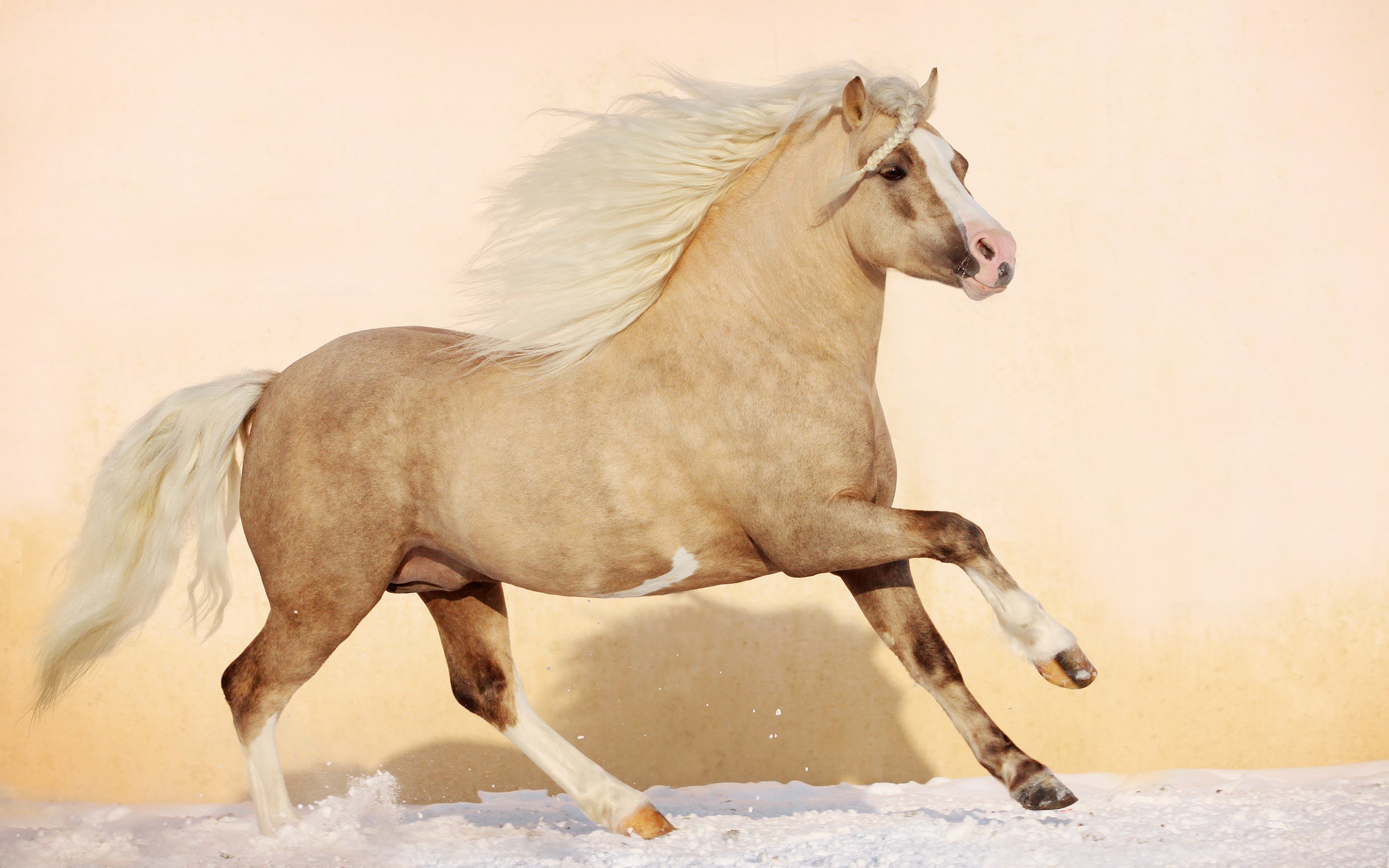 running palomino horse