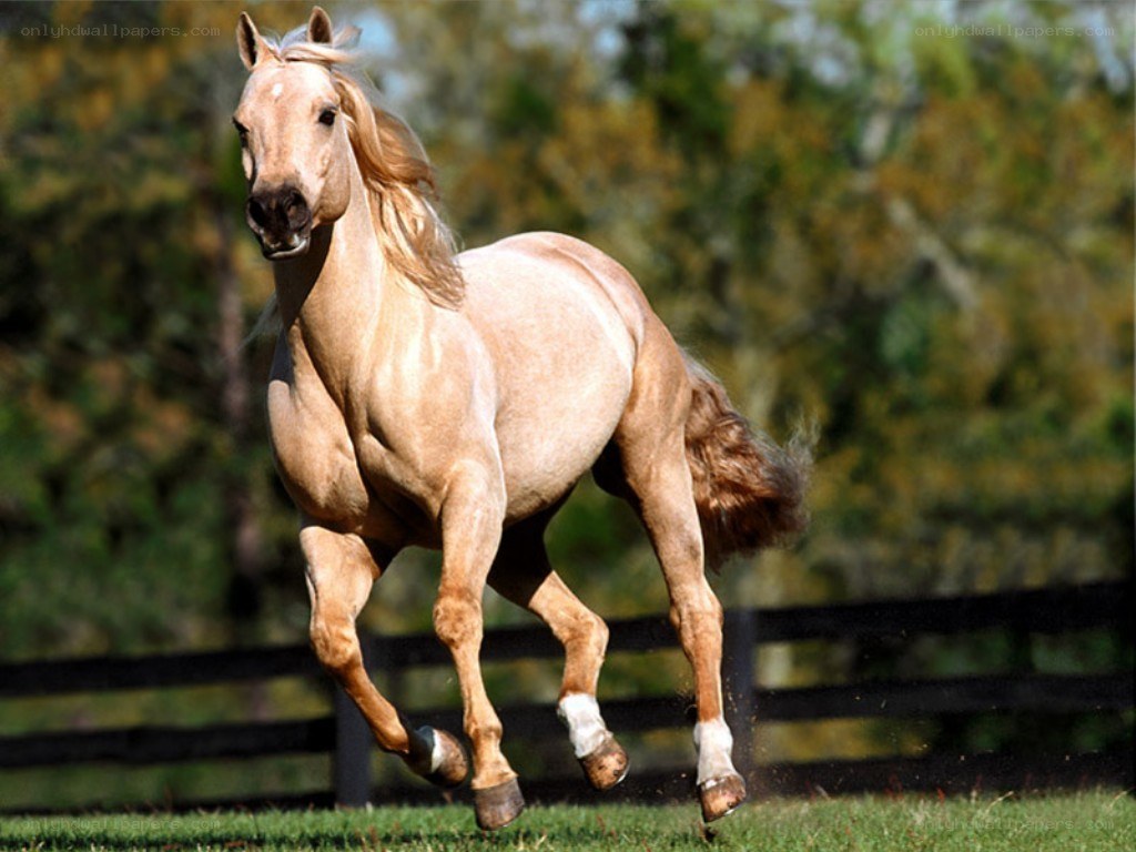 running palomino horse