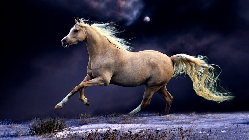 Running Palomino Horse — Brown
